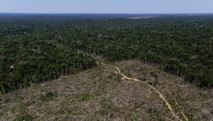 Regeringen vil bruge 150 millioner kroner på at bekæmpe skovrydning i Amazonas
