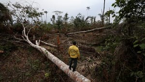 Regeringens donation til Amazonas er i kategorien 'lidt for lette løsninger'