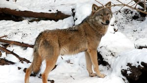 Biolog: Kommissionsformanden råber ulv, og landbruget henter høtyven
