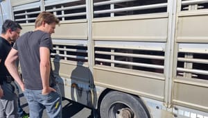 Fra en parkeringsplads i Padborg fulgte en dansk politiker efter en svinetransport til Verona: Vil råbe europæerne op