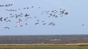 Dansk Ornitologisk Forening: Miljøstyrelsen svigter, når oprettelsen af nye naturreservater nedskydes