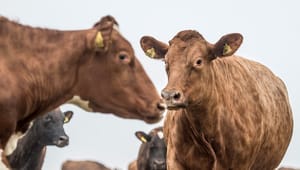 Landbrug & Fødevarer melder sig i koret: EU-regler om dyrevelfærd skal løftes til dansk niveau
