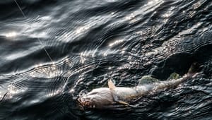 Ny aftale forbyder lystfiskeri efter torsk: ”Fiskeriet er så godt som udslettet” 