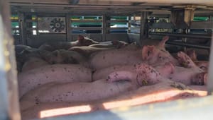 Minister udskyder højdekrav for svinetransporter til april