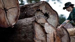 Dansk Træforening: Et nedskåret bureaukrati kan ikke redde regnskoven
