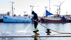 Ekspertkommission vil tillade trawlfiskeri i Bælthavet