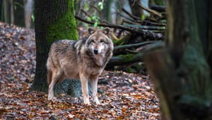 S og SF i EU: Kommissionen er i gang med et udemokratisk og forfejlet angreb på ulven