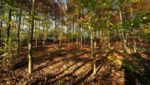 Regeringen sløjfer støtten til "et af de vigtigste" natur-tiltag i skovene