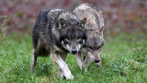 Venstre i EU: S og SF spreder vilde konspirationsteorier om EU’s ulvepolitik