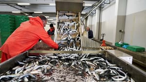 Fiskeriet er stadig vigtig for den danske selvforståelse