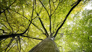 Friluftsrådet: Statslig skov skaber størst værdi for Danmark