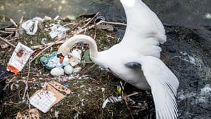 Plastik er dømt ude, men ikke pap: Omstridt emballagelov er et stort skridt nærmere og ikke så grøn, som den kunne have været