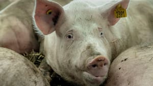 Jurister: Selvom ngo’er vandt slaget om den klimavenlige gris, kan begrebet fortsat bruges i fremtiden