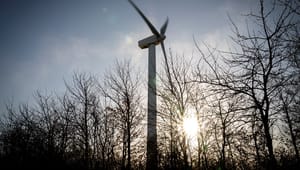 Danmarks Naturfredningsforening åbner for vindmøller i danske skove