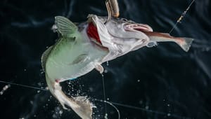 Mads Fuglede: Kritikere tegner et forkert billede af fiskebestanden. Der er nemlig fortsat liv i de danske have
