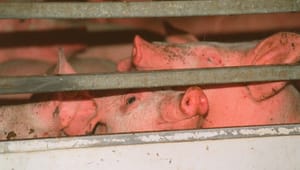 Marianne Vind: Manglende højdekrav til grisetransporter er noget svineri