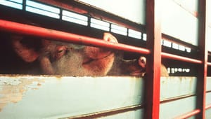 ITD til Marianne Vind: Har du læst rapporten om højdekrav ved svinetransport, du fejlagtigt gengiver?