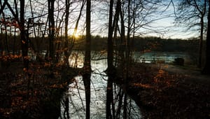 Verdens Skove: Danmark svigter biodiversiteten i vores urørte skove