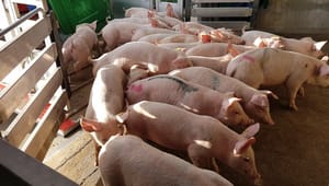 Forskere: Der kan stilles spørgsmålstegn ved EU-Kommissionens forslag om pause under lange dyretransporter