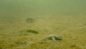 Nu starter kampen mod døde havbunde. Naturforkæmpere frygter teknisk kneb fra regeringen
