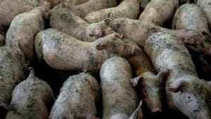 Ny dyrevelfærdsrapport: Stadig problemer hos knap hver tredje svineproducent