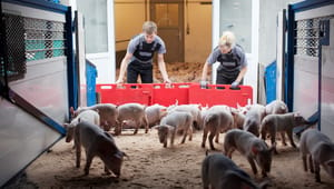 L&F: Kommissionens forslag om dyretransporter mangler faglig evidens. Men den skal bare kigge mod Danmark