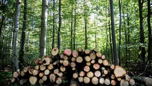 Forskere og skovejer: Produktionsskovenes klimanytte er stadig stærkt undervurderet 