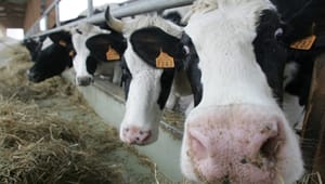 Ny egenkontrol skal forbedre landbrugets dyrevelfærd