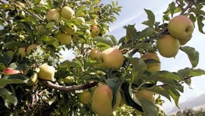 Flere og flere pesticidrester i dansk frugt