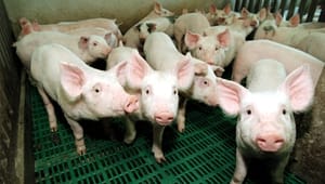 DN: Flyt svinefarmene til industrikvartererne