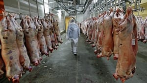Eva Kjer drages til ansvar for ødsel kødkontrol   