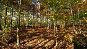 Skovrådet: Katastrofe at droppe tilskud