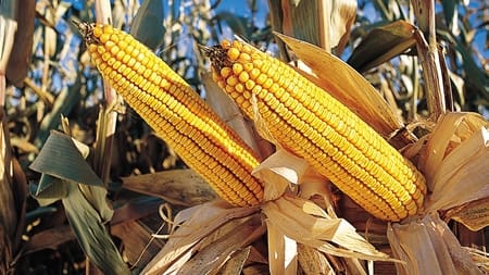 Kritikken af GMO-forsøg tager til