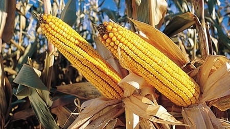Udkast til nye GMO-regler møder kritik