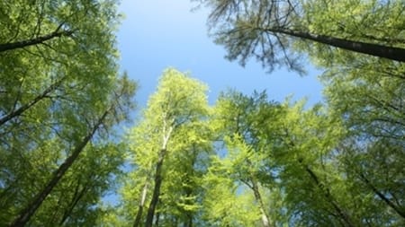 Grønne afviser salg af skov til naturfond