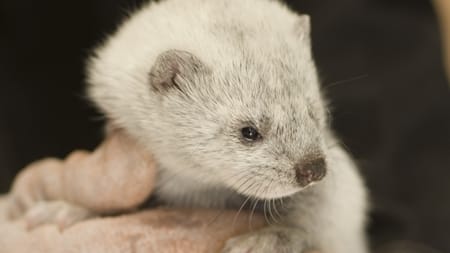 Danmark frygter for minkbranchen