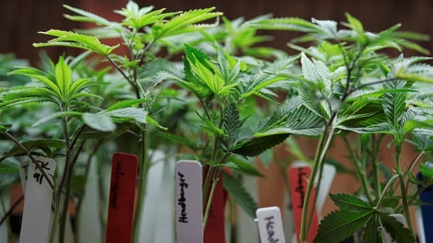 Danske landmænd får lov til at dyrke cannabis