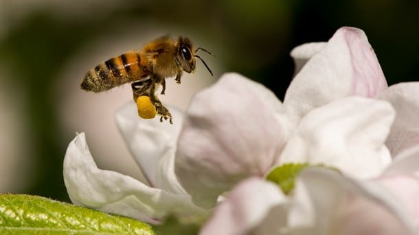 Biavlere: Engelbreth useriøs i sin fremstilling af dræberhonningbier