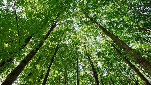 Slaget om skovene: Skal der gives plads til vindmøller, riverrafting og børnehaver?