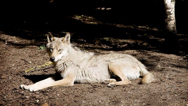 KL: Danmark bør bestemme, hvor stor ulvebestanden skal være