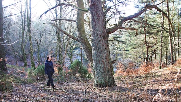 Peder Størup: Nyt skovprogram svigter naturen