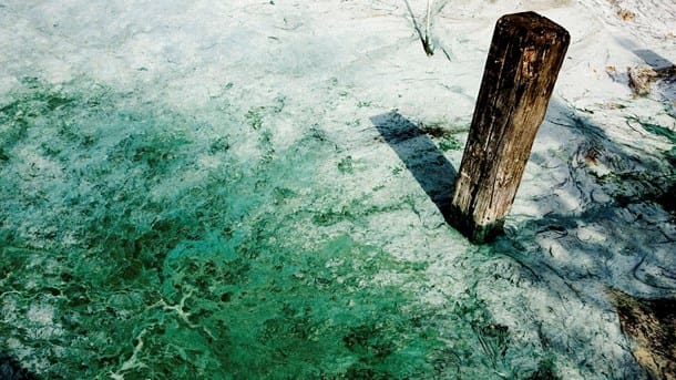 DN: Vandmiljøet lider under algeopblomstring og iltsvind 