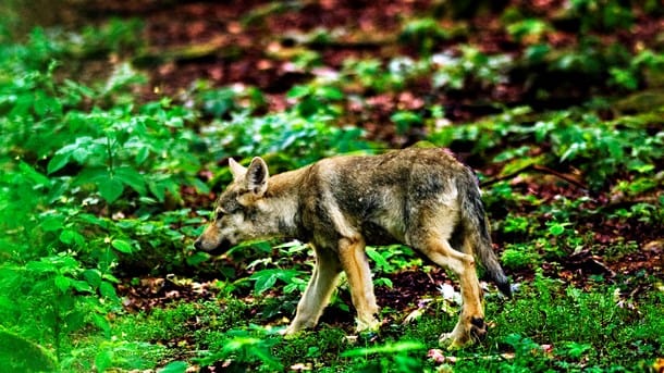 Verdens Skove: Opret ulvereservater, men drop indhegningen 