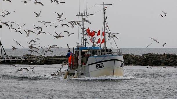 Oceana til EU-Kommissionen: Stop overfiskeri i Østersøen