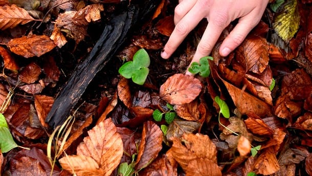 Verdens Skove: Skovbrugsforskere spreder fantasiforestillinger om biomasse