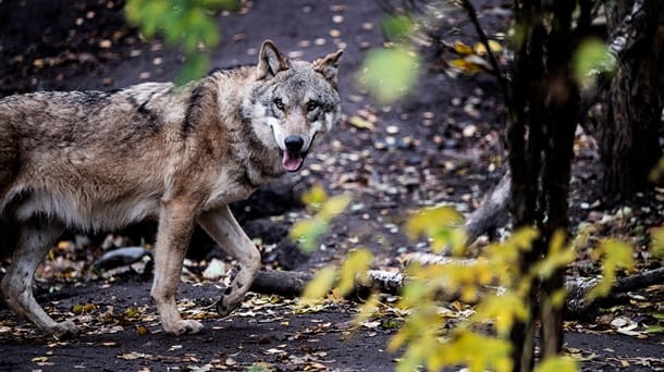 Ulven fik sindene i kog: Her er årets mest læste miljødebat 