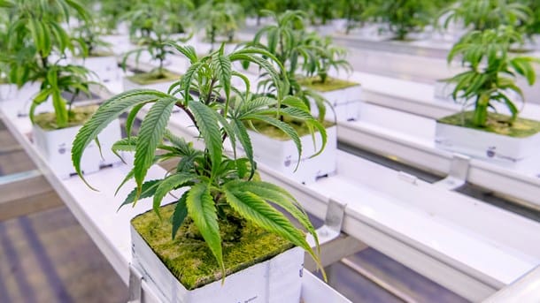 Fra fond til forsker: Medicinsk cannabis sættes under forskningens lup