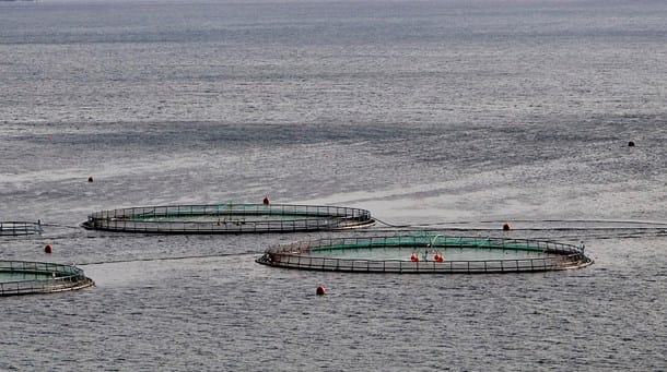 SF: Stop planerne om danske havbrug i Kattegat