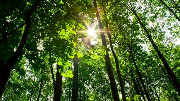 Skovforening i nødråb: Styrelse bremser plantning af nye træer