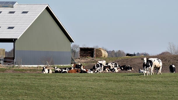 Forskere: Reduktion i drivhusgasser fra landbruget er "tæt knyttet til husdyrproduktion"